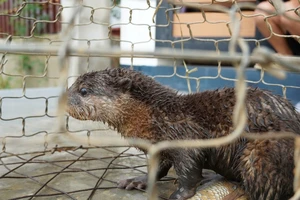 Phát hiện loài rái cá nhỏ nhất thế giới, người dân bàn giao cho kiểm lâm