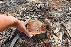 Vụ cưa hạ rừng phòng hộ ở Huế: Công an đang điều tra làm rõ