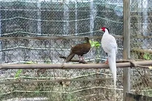 Bên trong nơi nhân giống gà lôi trắng và nhiều động vật sách đỏ ở Huế