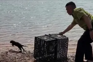 Nghe tiếng kêu lạ sau nhà, người dân bất ngờ phát hiện rái cá quý hiếm mắc bẫy