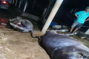 Sét đánh chết 2 con trâu đang ăn cỏ ngoài đồng