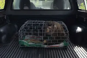 Khỉ đuôi lợn đi lạc vào vườn nhà, người dân bàn giao cho kiểm lâm