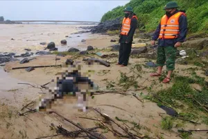 Phát hiện 1 thi thể trôi dạt vào bờ biển Cửa Tùng sau bão số 10
