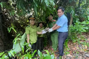 Rùa núi vàng quý hiếm lạc vào vườn nhà dân ở Huế