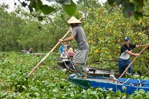 Chợ nổi nổi tiếng nhất xứ Huế bị 20 tấn lục bình 'bao vây' bóp nghẹt