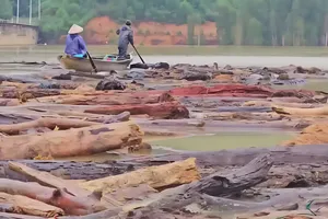 Người dân mạo hiểm chèo ghe vớt củi giữa hồ thủy điện