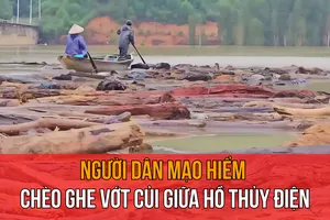 Video: Người dân mạo hiểm chèo ghe vớt củi giữa hồ thủy điện