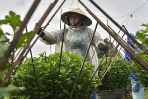 Bỏ dài trồng ngắn, nông dân Huế nơm nớp sợ 'Bà chẳng tha'