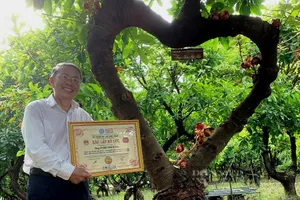 Độc đáo vườn cây Sa La kỷ lục Việt Nam tại Ninh Thuận