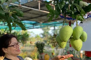 Bỏ qua mọi ưu phiền, về quê ngắm hoa xoài hiền hiền không sắc