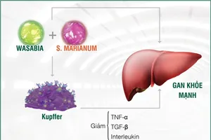Ôm họa khi gan bị tấn công bởi thực phẩm bẩn