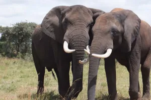 Bảo vệ động vật, gìn giữ môi trường