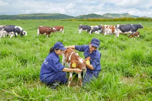 Trang trại bò sữa organic Vinamilk đạt chuẩn quốc tế