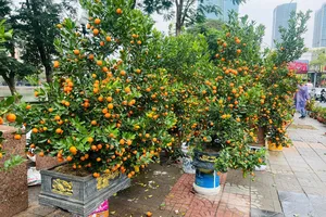Hoa, cây cảnh Tết Hà Nội: Đa dạng từ cây quất 200 nghìn đồng đến gốc đào trăm triệu