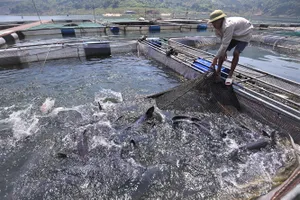 Ngân hàng Nhà nước đưa 100.000 tỉ đồng cho vay lĩnh vực nông, lâm, thủy sản