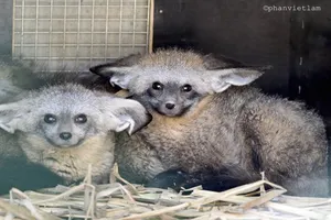 Sắp mở cửa vườn thú lớn nhất Việt Nam 