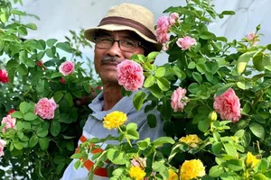 Người đàn ông biến mái tôn thành vườn hồng rực rỡ cho vợ ngắm mỗi ngày