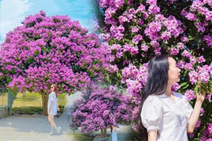 Cây bằng lăng khổng lồ 'đốn tim' du khách ở Bình Thuận