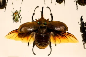 Chàng trai 10x với sở thích thu nhặt bọ cánh cứng về làm tiêu bản