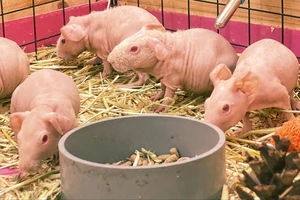 Giới trẻ chi tiền triệu để mua 'hà mã' về nuôi trong nhà