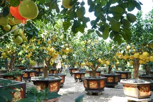 Nhà vườn phấn khởi vì bưởi Diễn 60 triệu/cây đắt khách