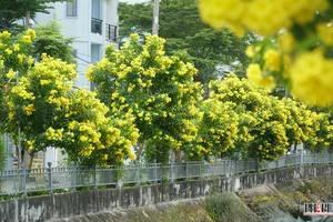 Con rạch nhếch nhác 'lột xác' thành đường hoa huỳnh liên khiến nhiều người mê mẩn