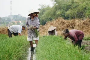 Thời tiết thất thường, người dân trồng kiệu ở Bình Dương thất thu vụ Tết