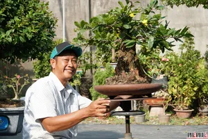 'Thủ phủ' mai vàng tại TP.HCM bắt đầu lặt lá, nhà vườn hy vọng trời nắng ấm để vụ Tết bội thu 