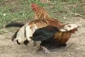 Rủ nhau đá gà trên mạng, bị cảnh sát bắt quả tang