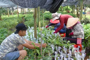 Bình Phước liên kết vùng phát triển nông nghiệp công nghệ cao