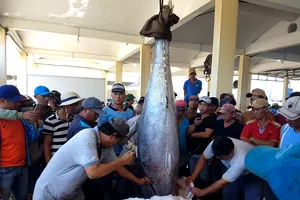 Phú Yên: Tạo cơ hội mới để hải sản chủ lực mở rộng thị trường 