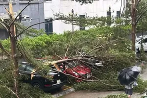 Dị thường: Bão số 5 chỉ 3 ngày đã đổ bộ, 12 giờ càn quét đất liền