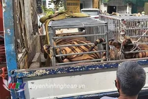 Nuôi nhốt hổ trái phép: Có thể bị phạt tù tới 15 năm, phạt tiền 15 tỉ