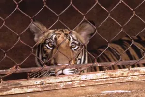 Xử lý 8 con hổ đã chết như thế nào mới đúng luật?