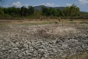 Việt Nam có hơn 11,8 triệu ha đất tự nhiên nguy cơ bị sa mạc hóa