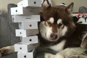 Mua iPhone 7 để tặng thú cưng