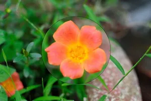 Cách phóng to chi tiết hình ảnh trên iPhone