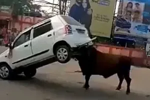 Gặp nhau giữa đường, bò tót húc tan chiếc ô tô Suzuki