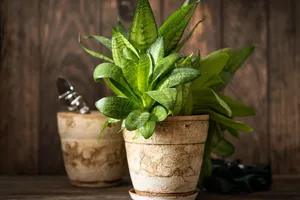 Loại cây trồng mới có thể làm sạch không khí tốt gấp 30 lần 