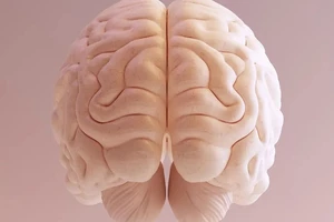 Các nhà khoa học lần đầu tiên in 3D mô não người có chức năng