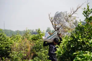 Làng mai vàng Bình Lợi lớn nhất TP.HCM năm nay có gì mới?