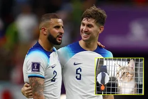 Mèo hoang Qatar theo chân bộ đôi tuyển thủ Anh về nước