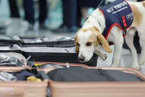 Chó nghiệp vụ kiểm tra VĐV Hàn Quốc về từ Olympic Paris