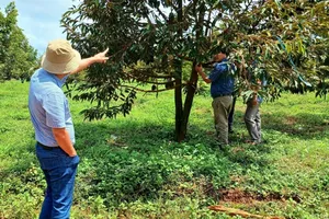 “Bầu Đức học trồng sầu riêng!”