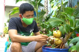 Video: Bonsai dừa hình hổ thu hút khách hàng từ Nam ra Bắc