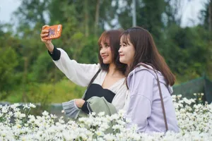 Video: Check-in tại vườn cúc họa mi trái mùa ở Đà Nẵng