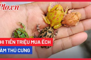 Video: Chi đến 5 triệu đồng để mua một con ếch về làm thú cưng