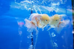 Video: Cuộc thi sắc đẹp cá vàng tại TP.HCM