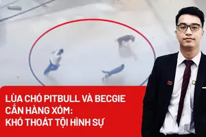 Lùa chó Pitbull và Becgie cắn hàng xóm: Khó thoát tội hình sự!