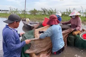 Video: Về Long An bắt cá linh mùa nước nổi